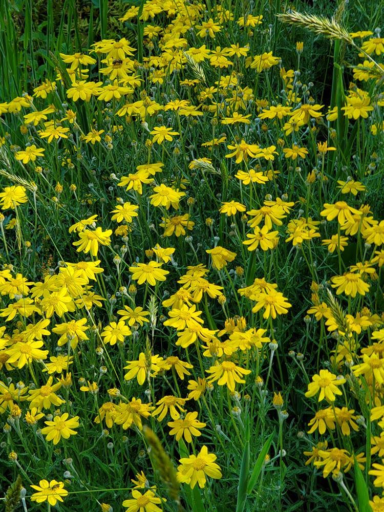 Woolly Sunflower - Eriophyllum lanatum