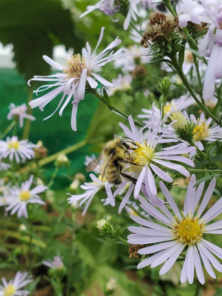 Douglas Aster - Symphyotrichum subspicatum