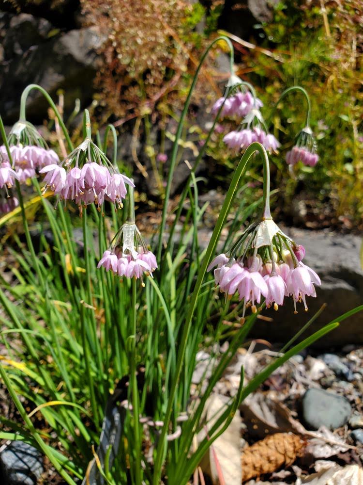 Nodding onion - Allium cernuum