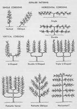 Espalier Patterns