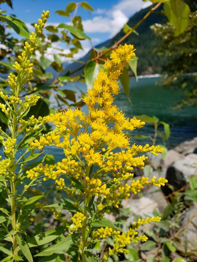 Canadian Goldenrod - Solidago canadensis