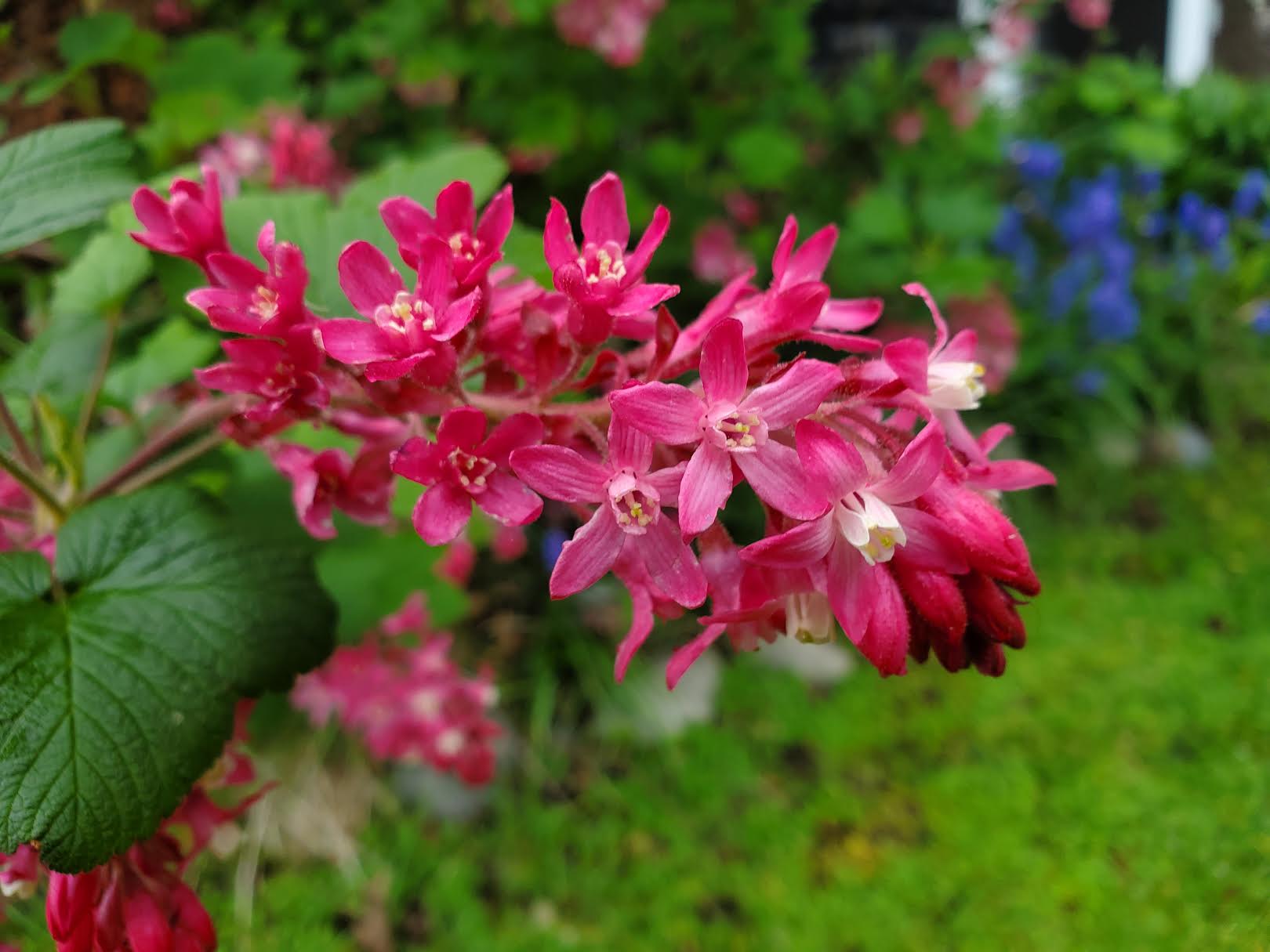 Red flowering currant - Ribes sanguineum