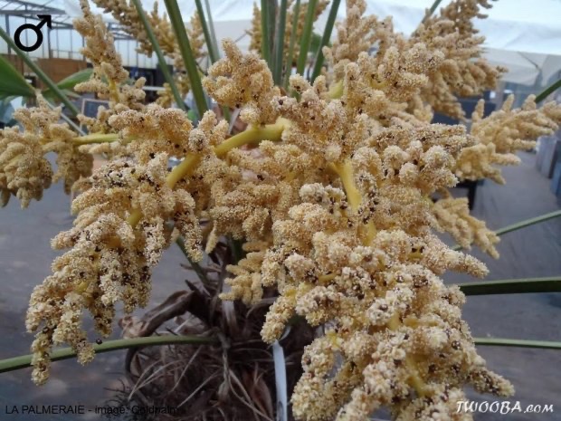 Inflorescence 