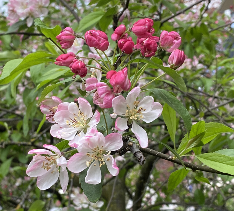 Floribunda