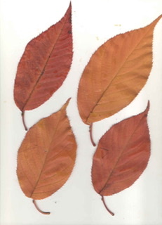 Prunus