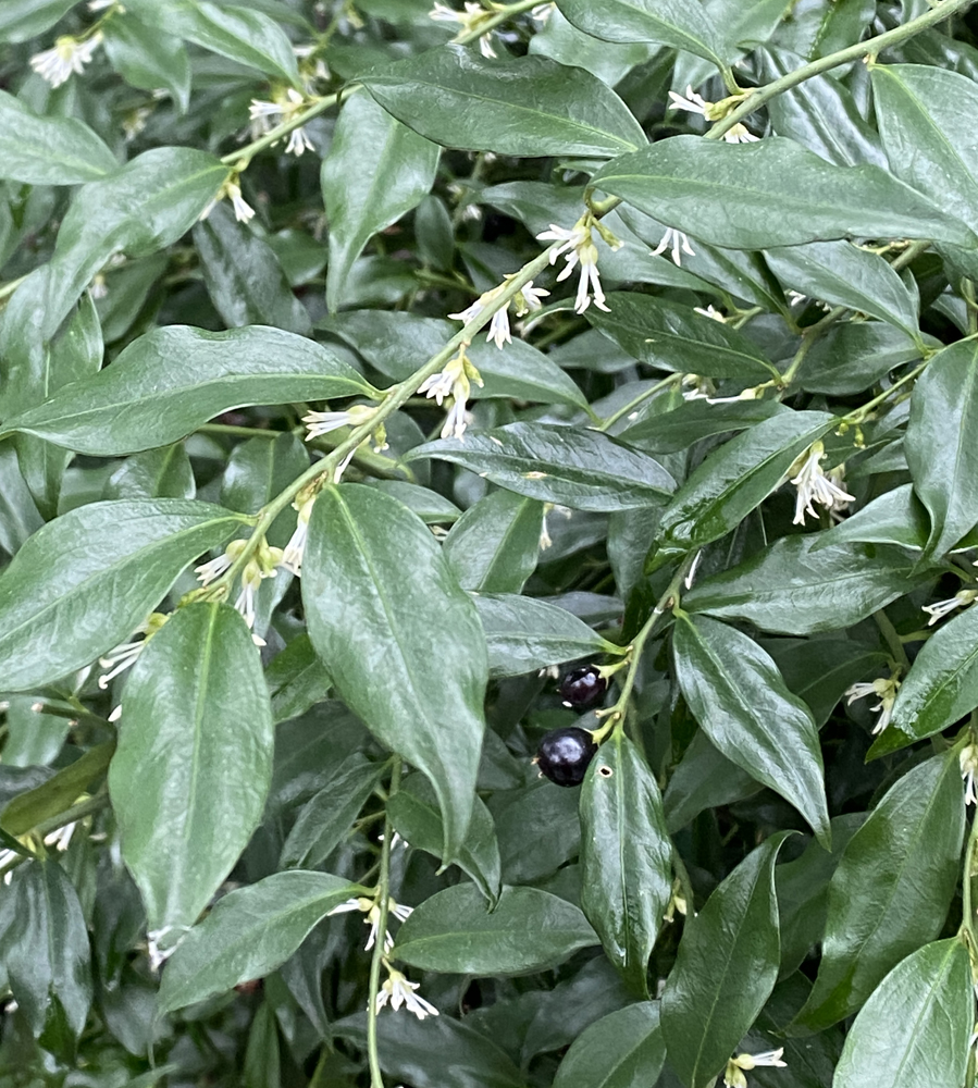 Sarcococca hookerian