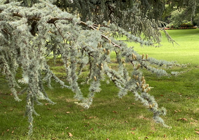 Cedar of Lebanon