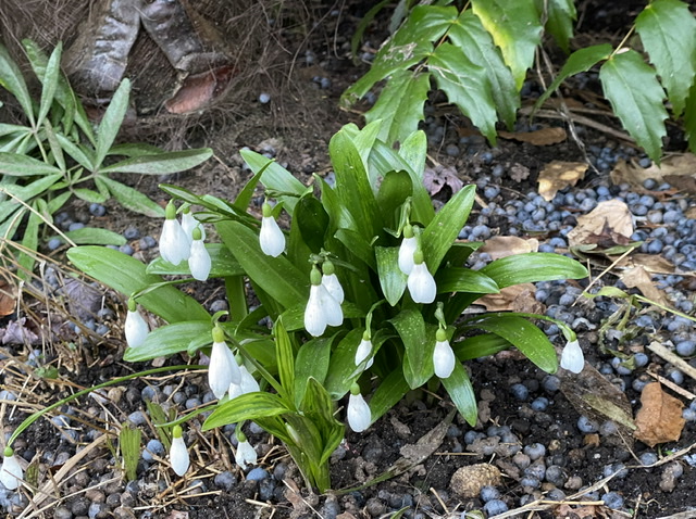 Snowdrops