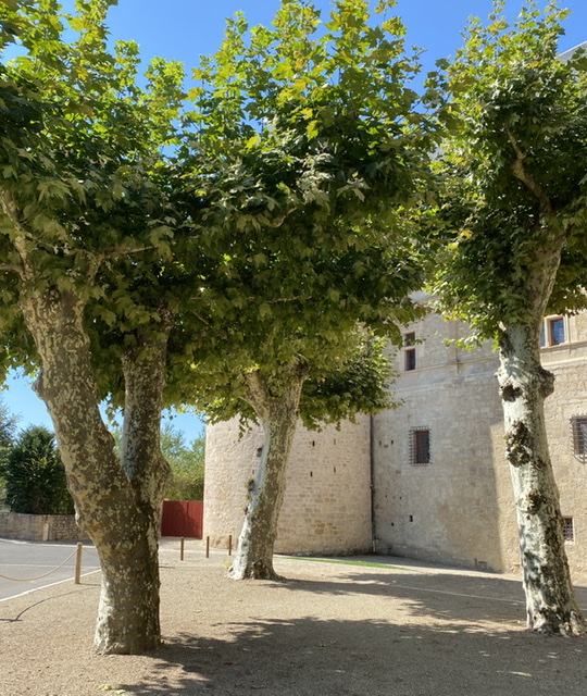 Plane trees