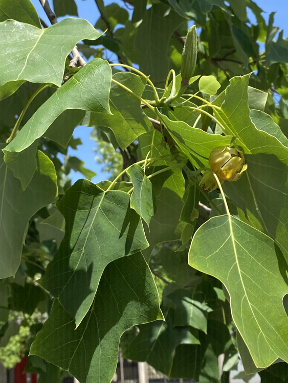 Tulip Tree