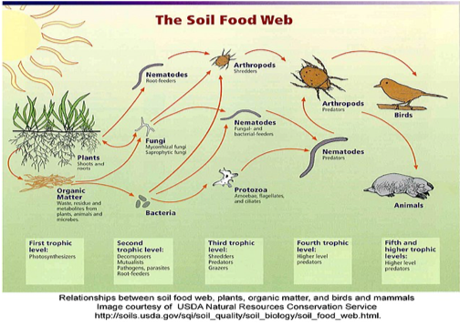 Soil Food Web