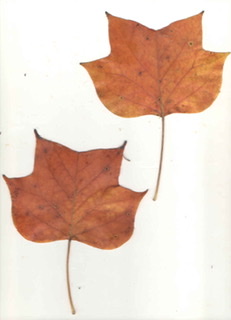 Leaf