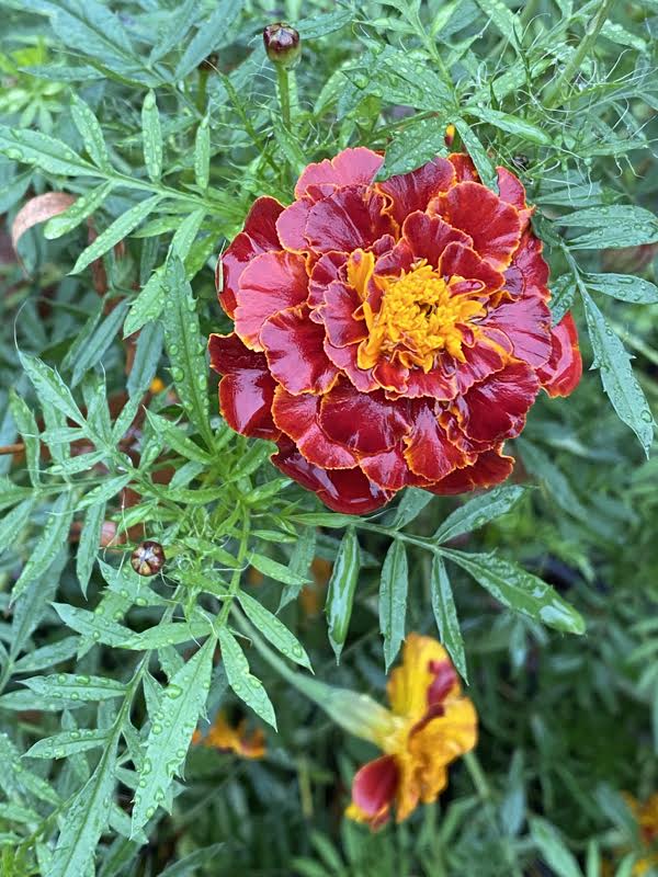 Marigold 