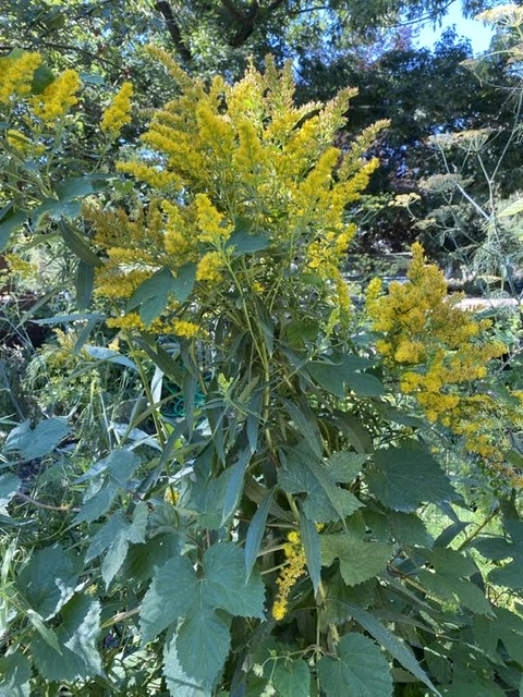 Goldenrod