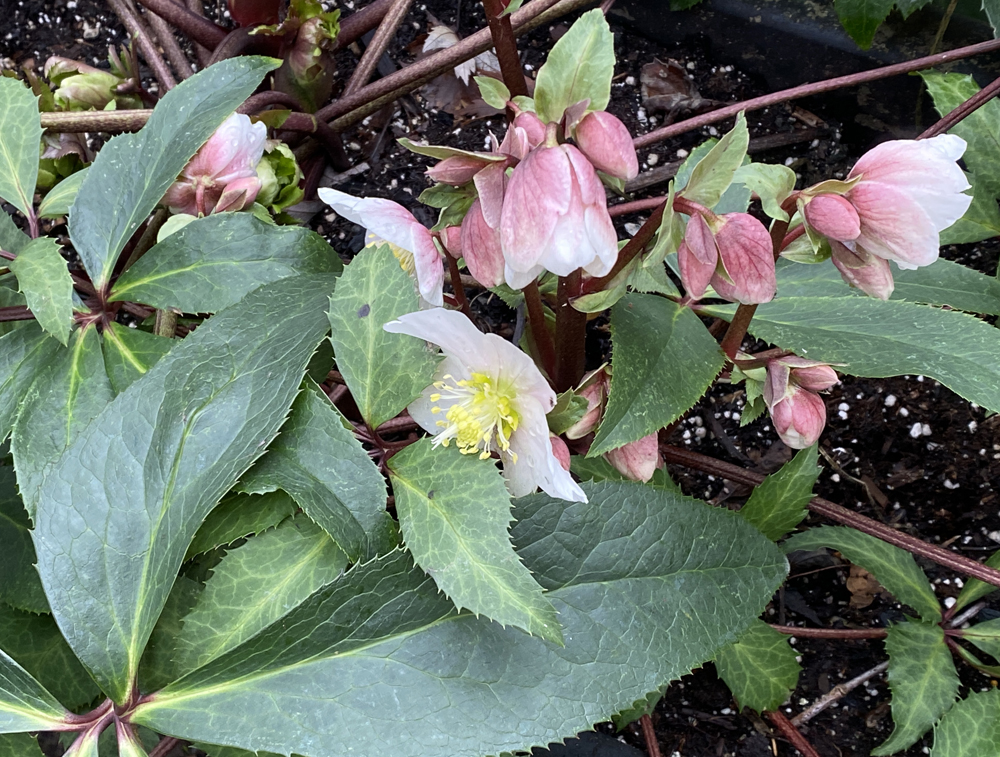 Helleborus niger