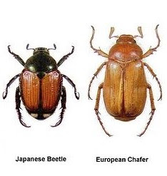 Chafer vs JB