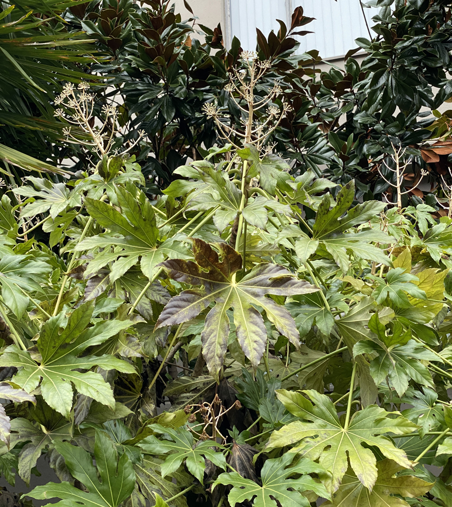 Fatsia japonica