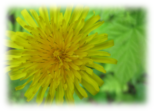 Dandelion