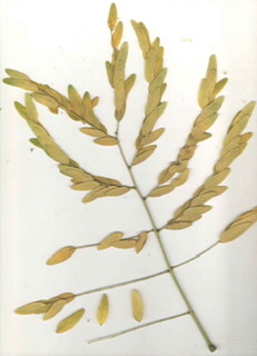 Gleditsia triacanthos var. inermis, 