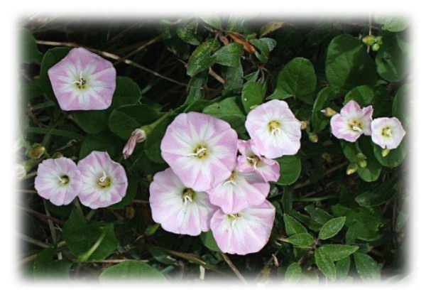 Field Bindweed