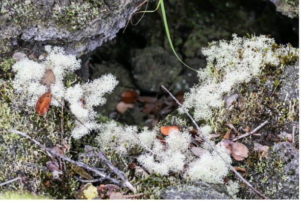 lichens