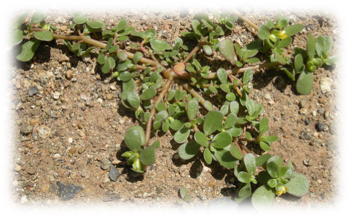 Purslane