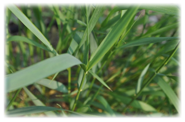 Quackgrass