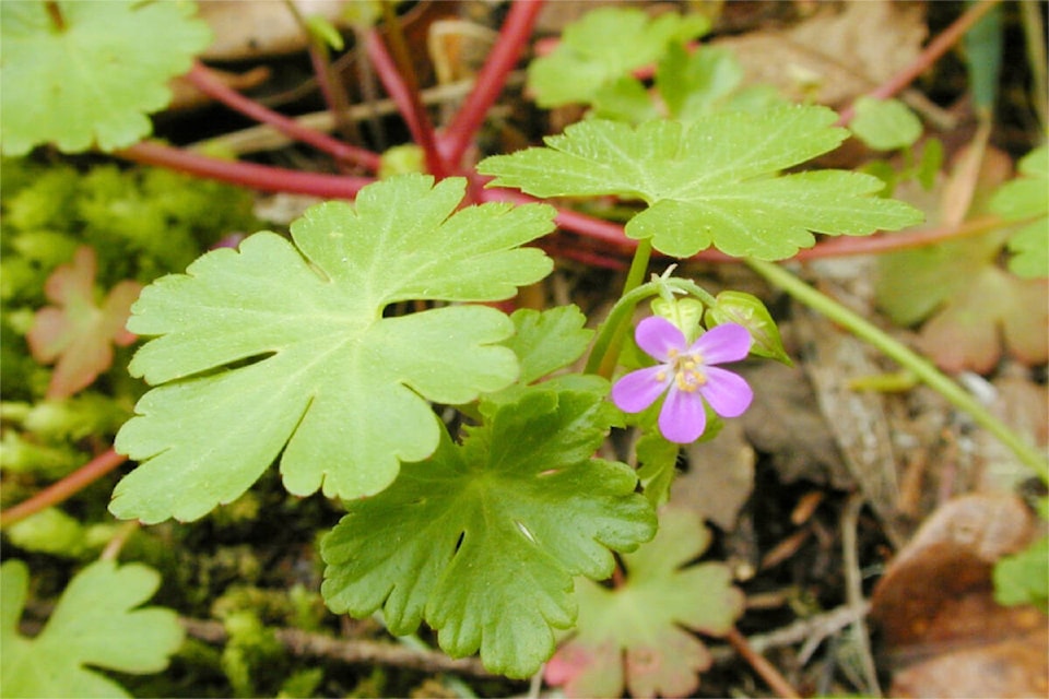 shiny geranium