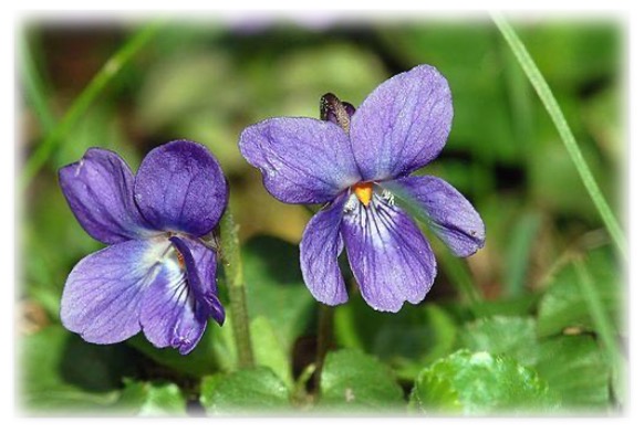 Violets