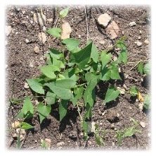 Wild Buckwheat