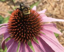 Bumblebee in Echinacea 