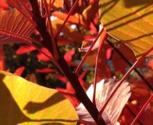 Cotinus