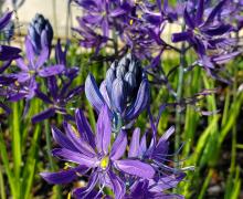 Camas   - Camassia quamash